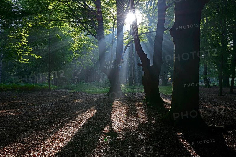 Sun rays in the forest