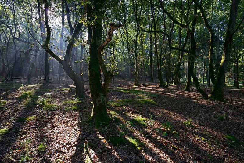 Sun rays in the forest