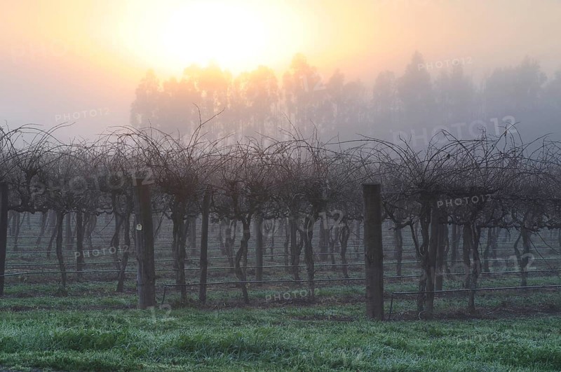Grapevines (Vitis vinifera)