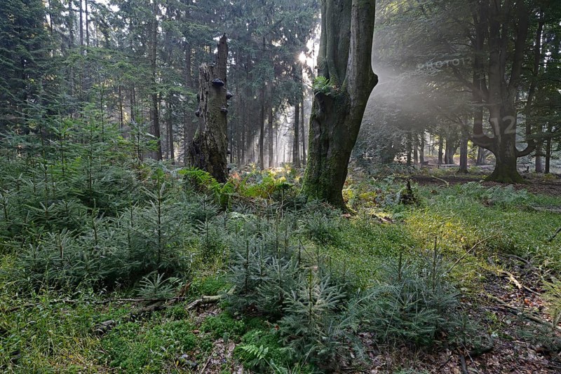 Sun rays in the forest
