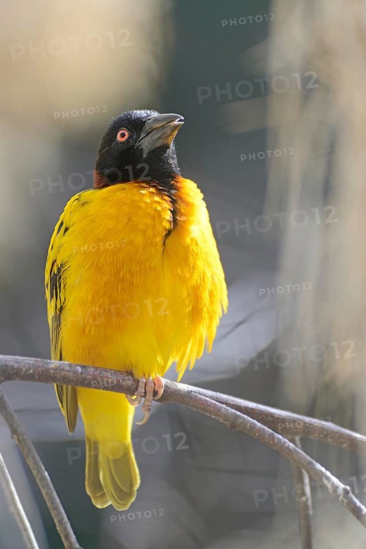 Village Weaver