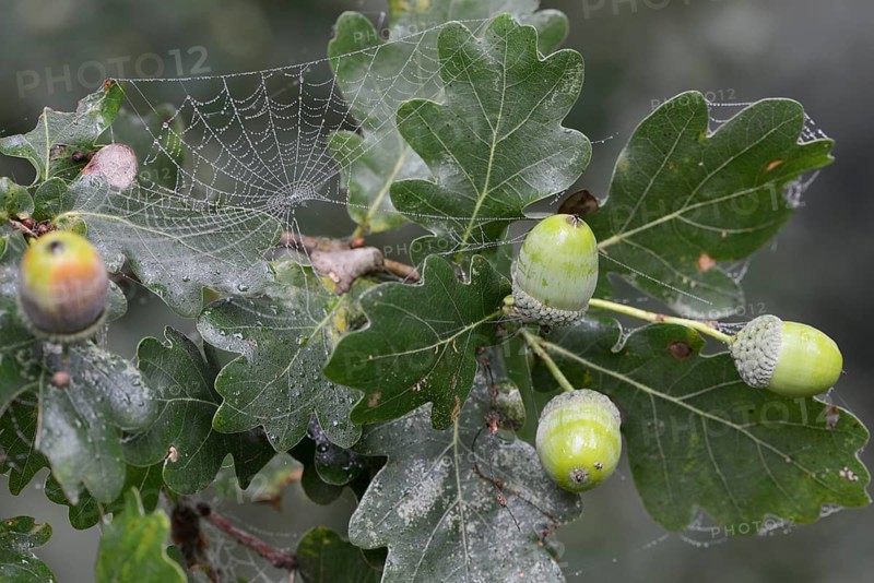 Acorns (Quercus robur)