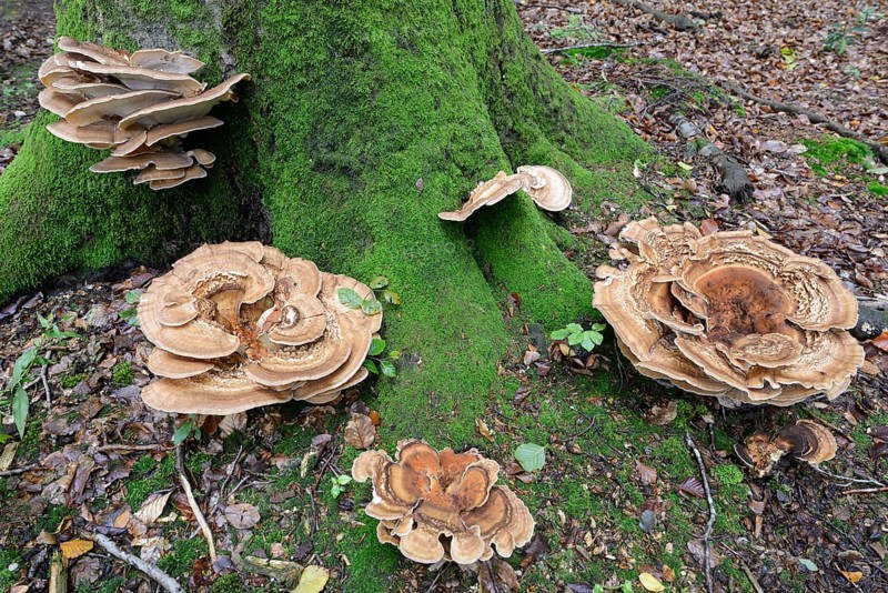 Giant polypores (Meripilus giganteus)