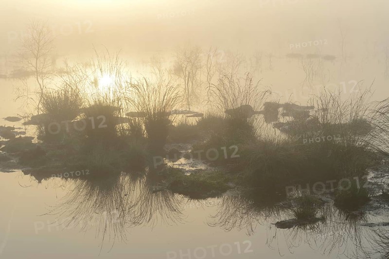 Early morning in a swamp or a moor