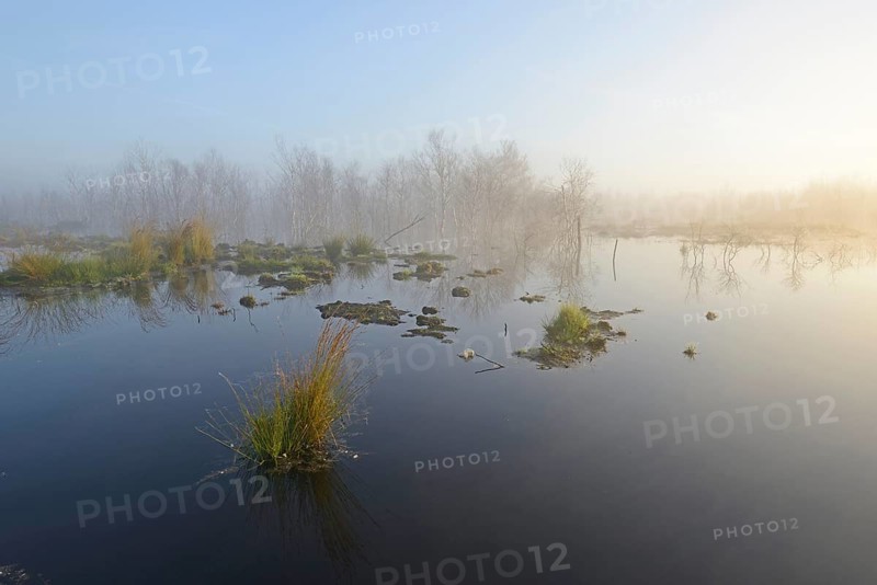 Early morning in a swamp or a moor