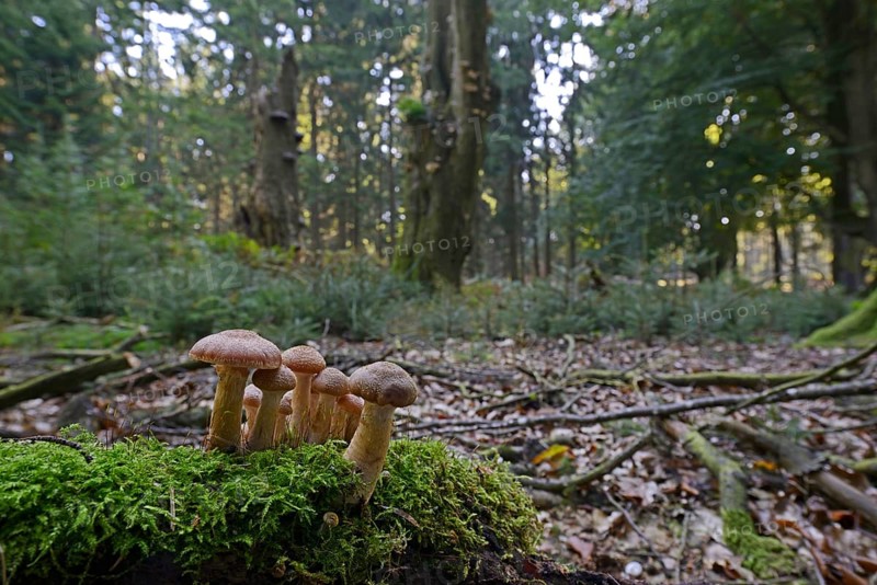 Armillaria (Armillaria ostoyae)
