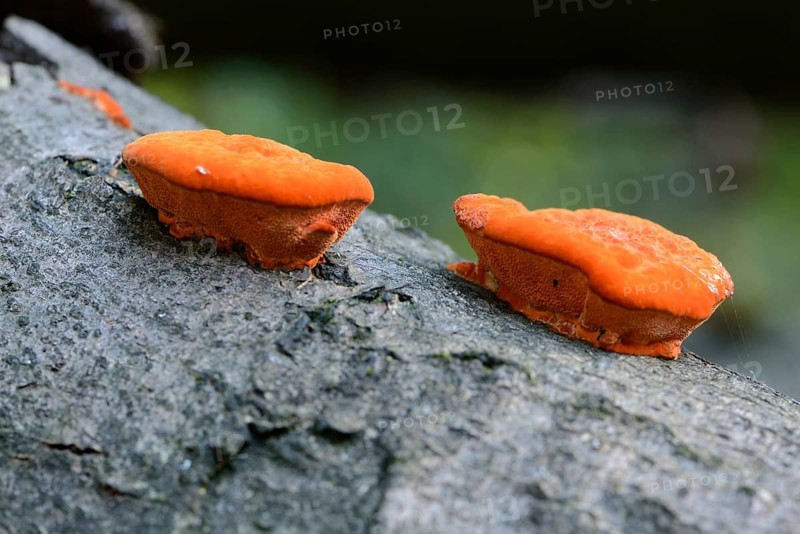 Cinnabar Polypore (Pycnoporus cinnabarinus)