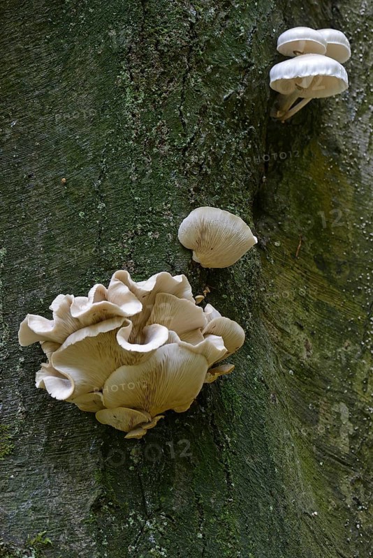 Porcelain fungus (Oudemansiella mucida)