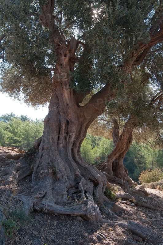 Olive trees (Olea europaea)