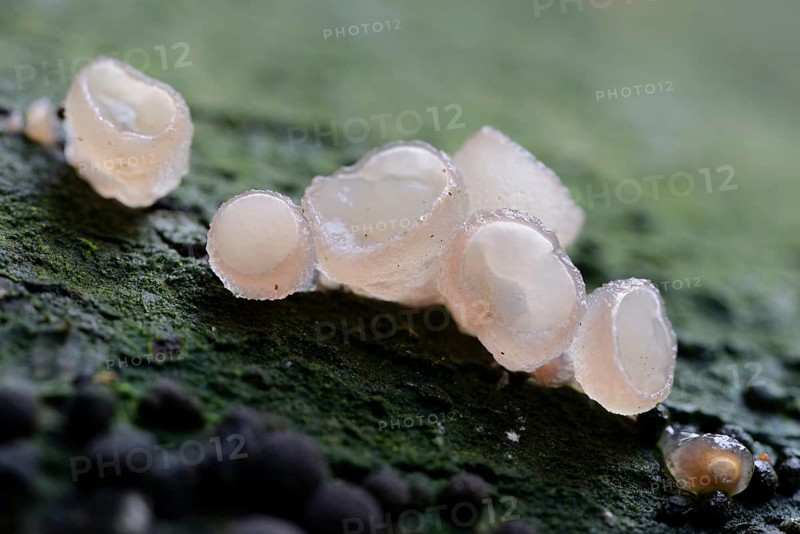 Beech jellydisc (Neobulgaria pura)