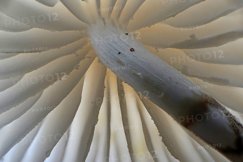 Porcelain fungus (Oudemansiella mucida)