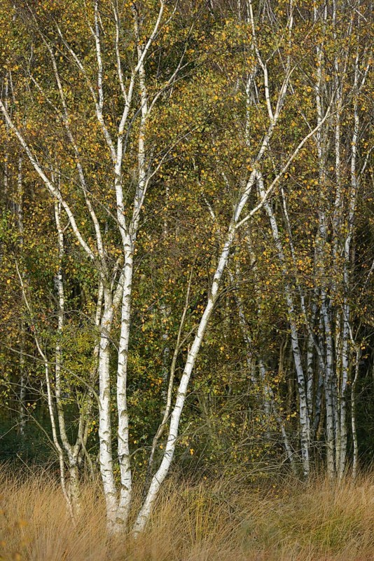Birches (Betula pendula) in autumn