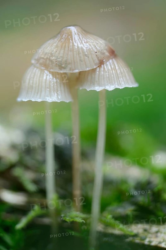 Milking bonnet (Mycena galopus)