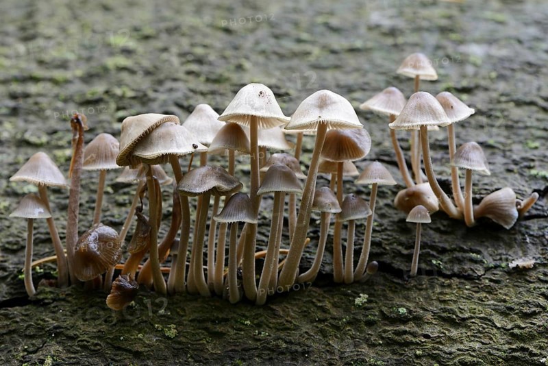 Grooved bonnet (Mycena polygramma)