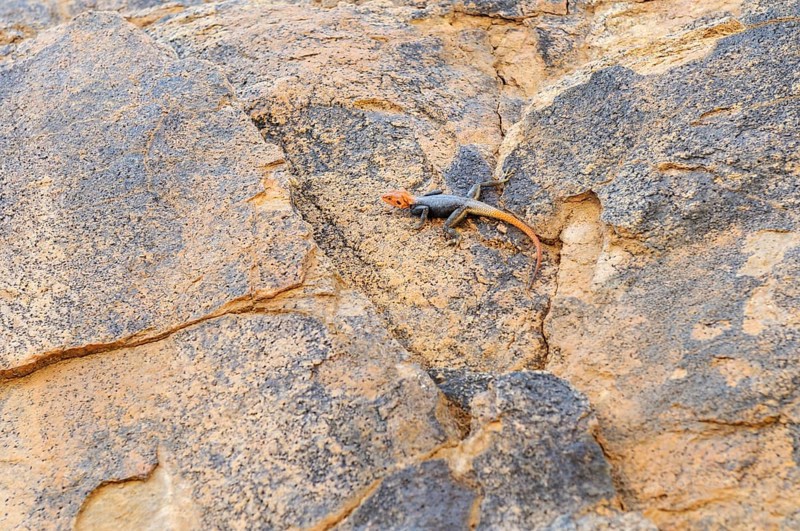 Namibian Rock Agama (Agama planiceps) Tsisab Gorge