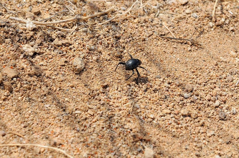 Namib Desert Beetle (Onymacris unguicularis) Tsisab Gorge