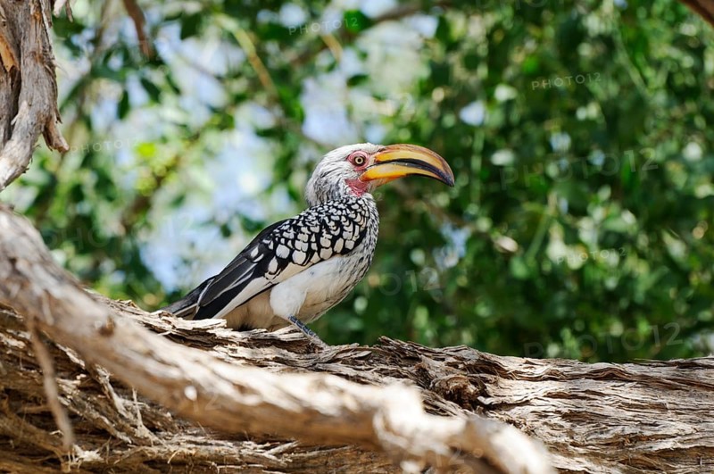 Yellow-billed Hornbill (Tockus flavirostris)