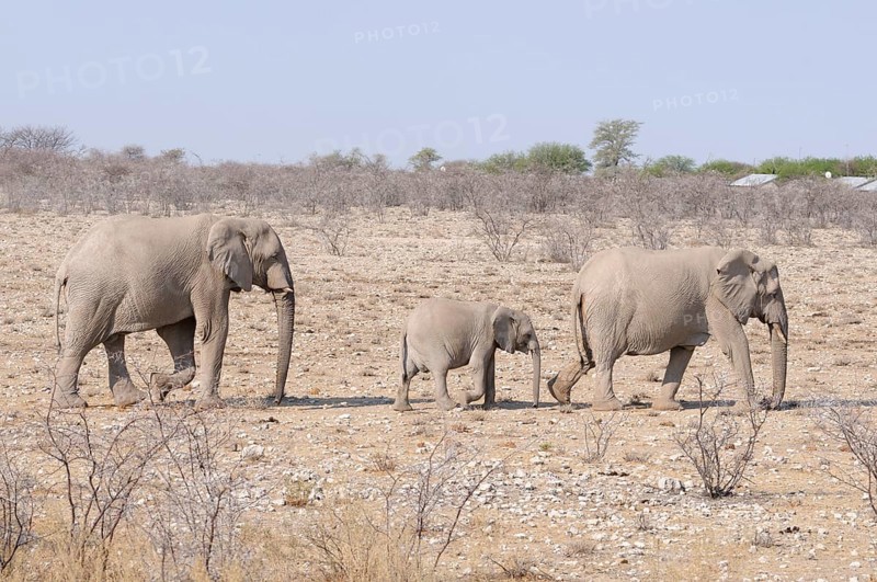 African elephants (Loxodonta africana) with a calf
