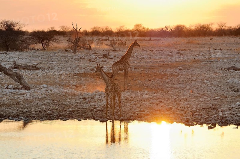 Giraffes (Giraffa camelopardalis)