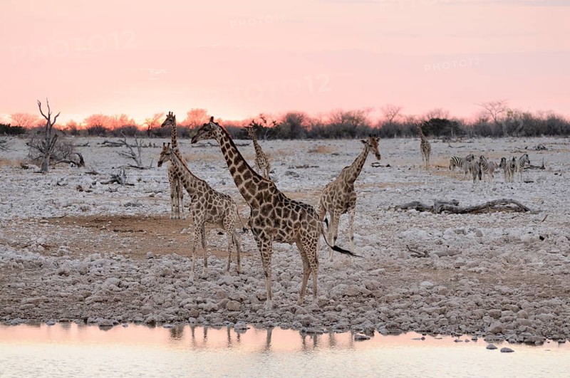 Giraffes (Giraffa camelopardalis)