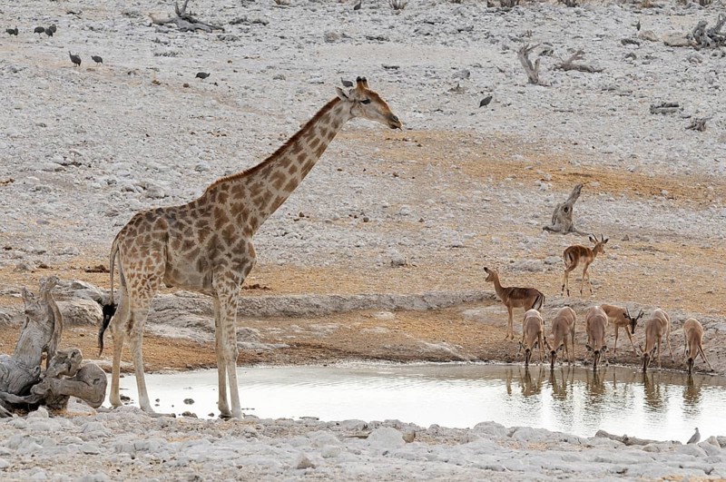 Giraffe (Giraffa camelopardalis) and impalas (Aepyceros melampus) drinking at the watering hole of Olifantsbad