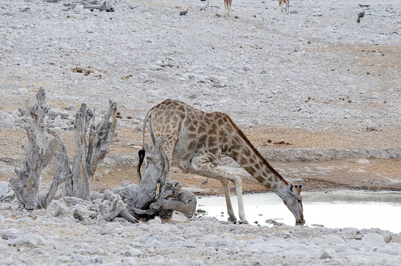 Giraffe (Giraffa camelopardalis) drinking at the watering hole of Olifantsbad