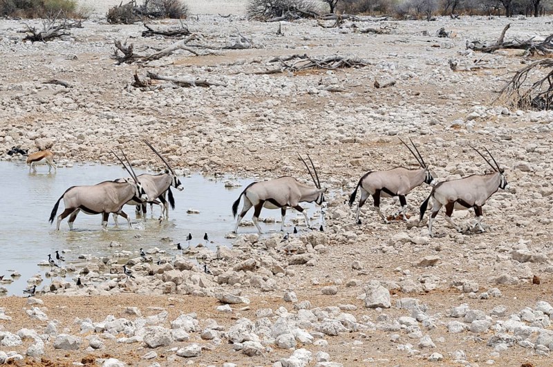 Gemsboks (Oryx gazella) at a waterhole