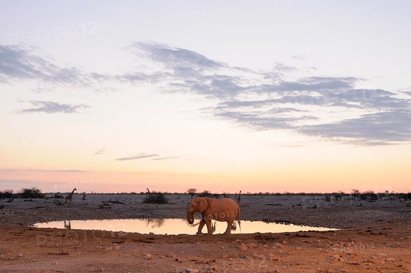 African Elephant (Loxodonta africana) at a waterhole in the evening