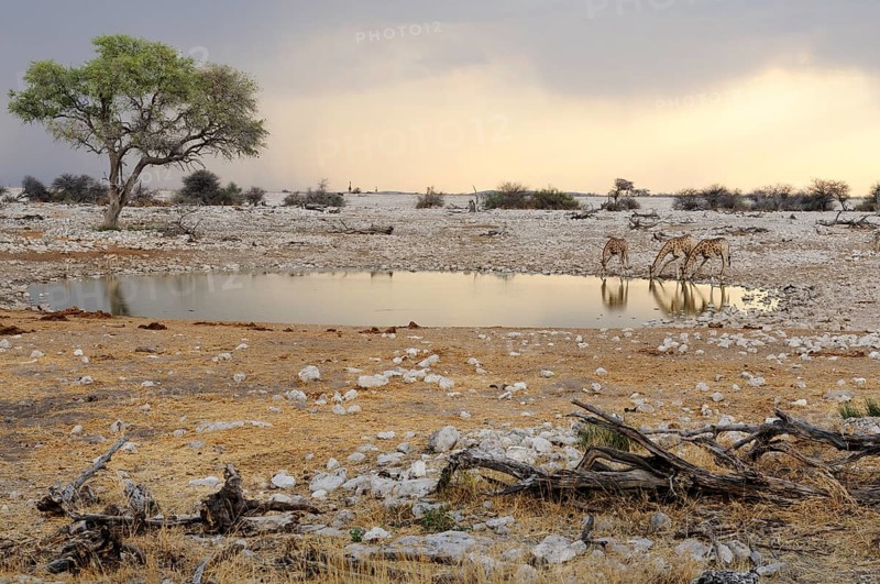Giraffes (Giraffa camelopardalis) drinking at a waterhole