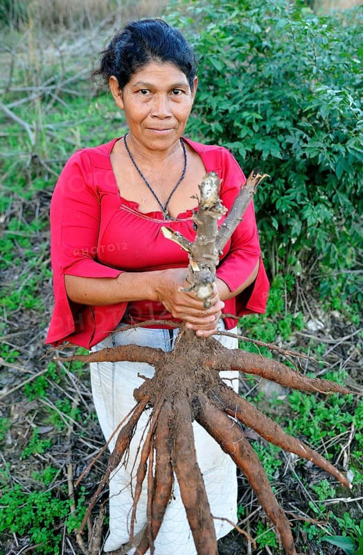 Indigenous women holding a large Cassava or Manioc (Manihot esculenta) root