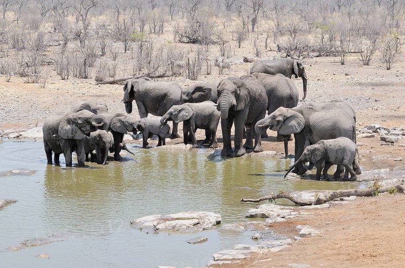 Herd of African Bush Elephants (Loxodonta africana) at Moringa Waterhole