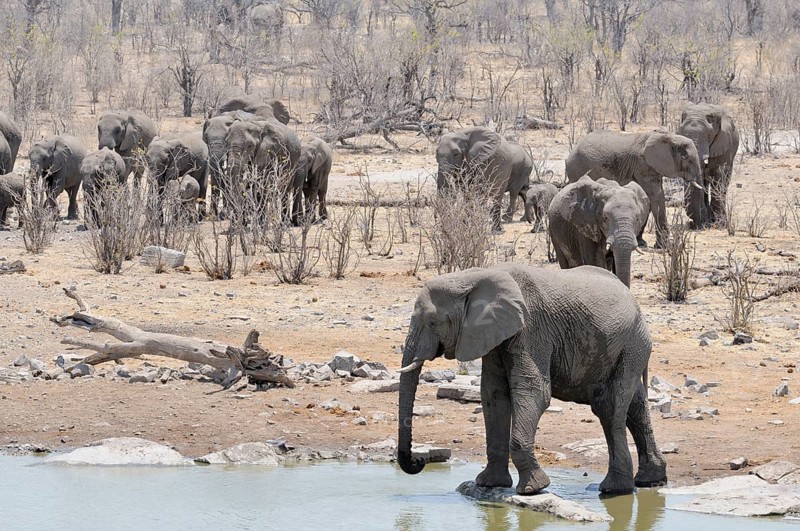 Herd of African Bush Elephants (Loxodonta africana) at Moringa Waterhole