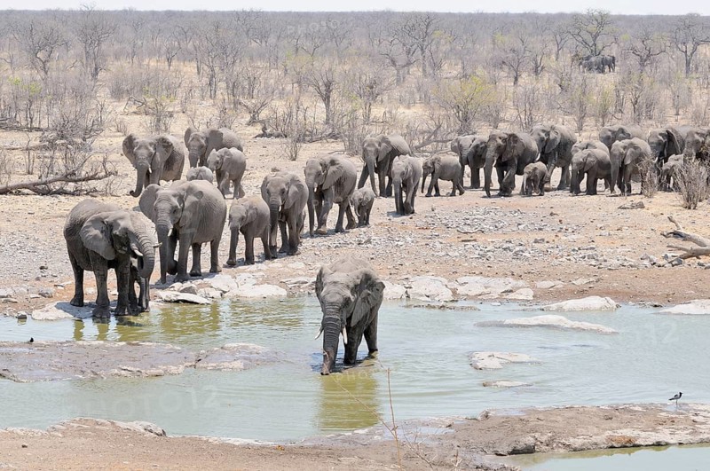 Herd of African Bush Elephants (Loxodonta africana) walking towards Moringa Waterhole