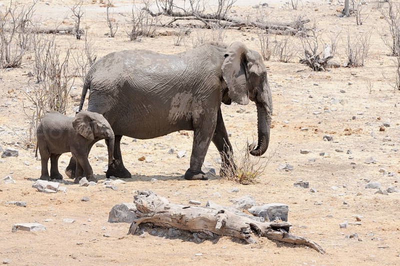 African elephants (Loxodonta africana)