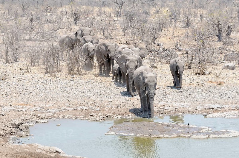 Herd of African Bush Elephants (Loxodonta africana) running to the Moringa Waterhole
