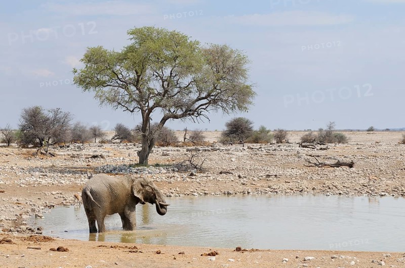 African Bush Elephant (Loxodonta africana) at a waterhole