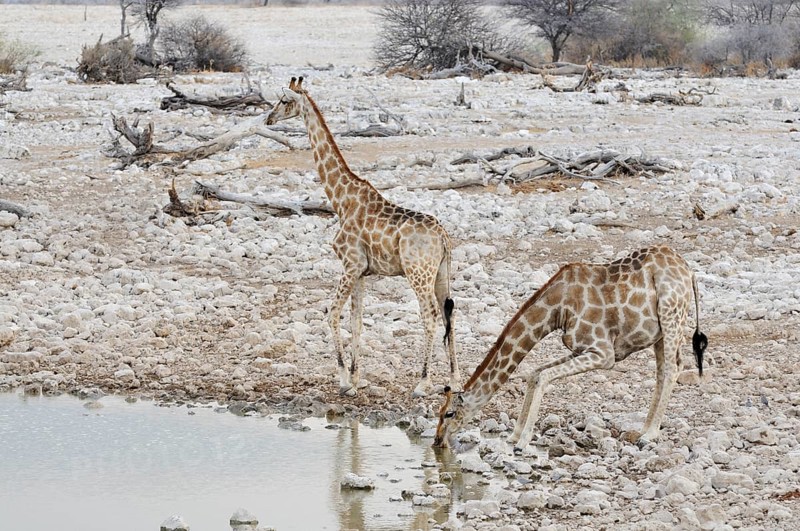 Giraffen (Giraffa camelopardalis) at the Okaukuejo waterhole