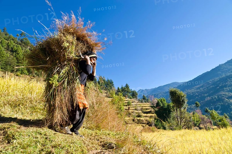 Woman carrying a big load of harvested millet