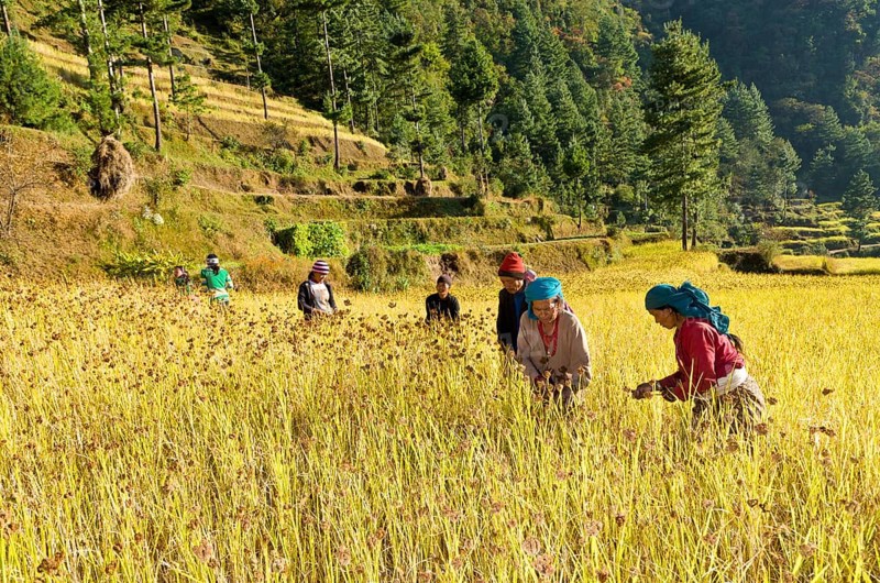 Farmers harvesting millet