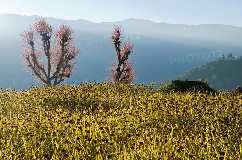 Millet field ready to harvest with blooming cherry trees