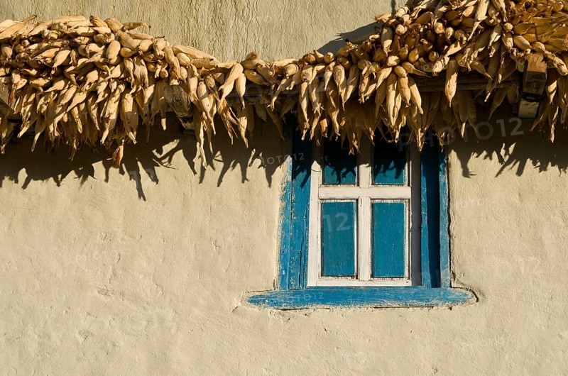 Corn drying at a white farmer's house with blue window