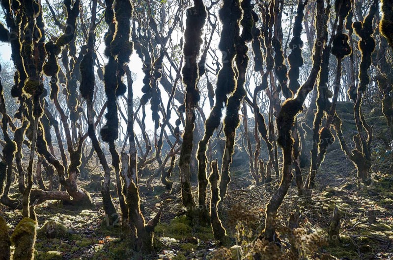 Branches of trees with moss