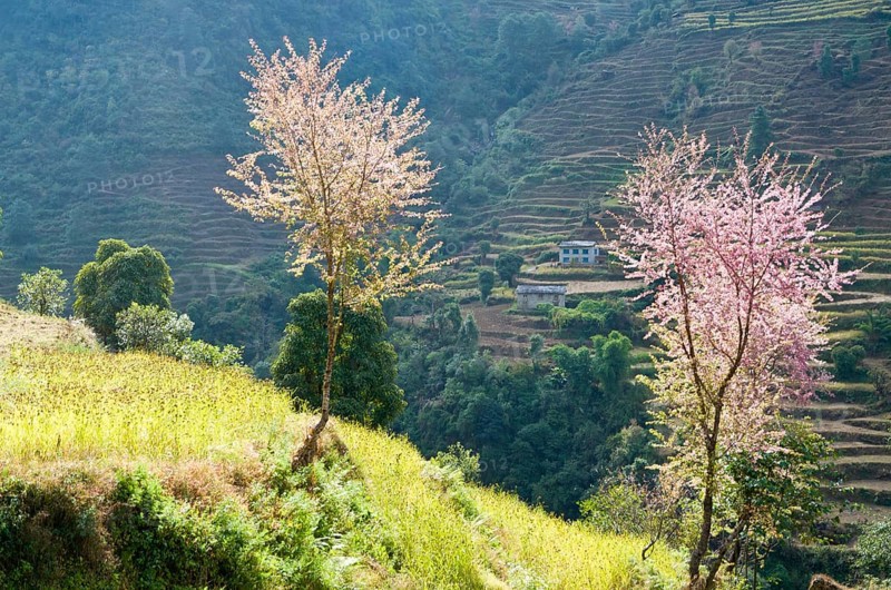 Pink blooming cherry trees on a harvested terrace field