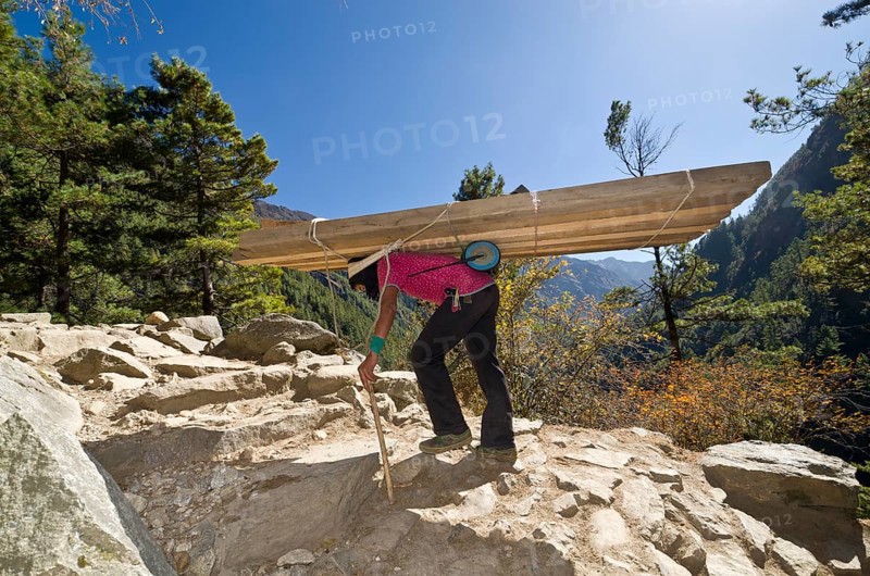 Porter carrying heavy timber wood up an ascending track