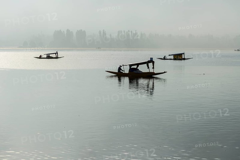 Shikara boats on Dal Lake in the early morning