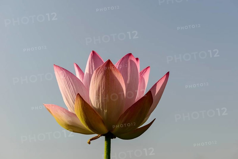 Lotus flower (Nelumbo nucifera)