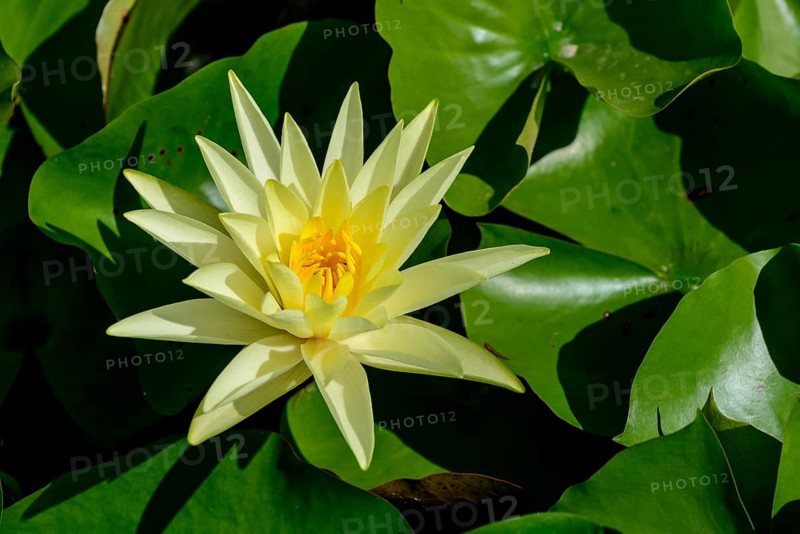 Water Lily (Nymphaeaceae)
