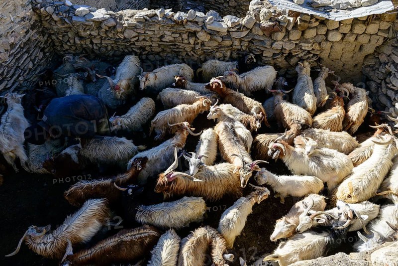 Flock of sheep