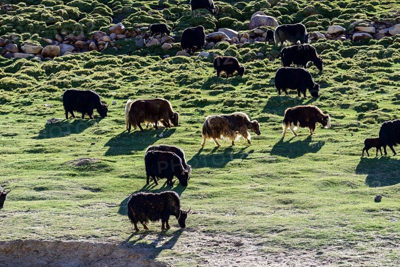 A herd of yaks is grazing at an altitude of 4.600 m