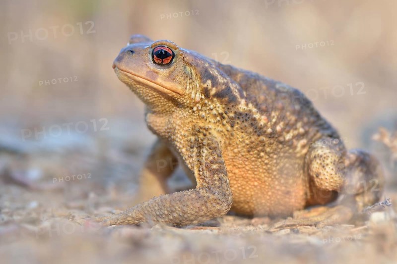 Common Toad (Bufo bufo spinosus)